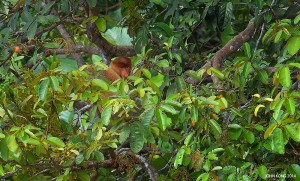 Trans Borneo Expedition 2014         